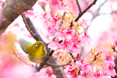 花鳥４