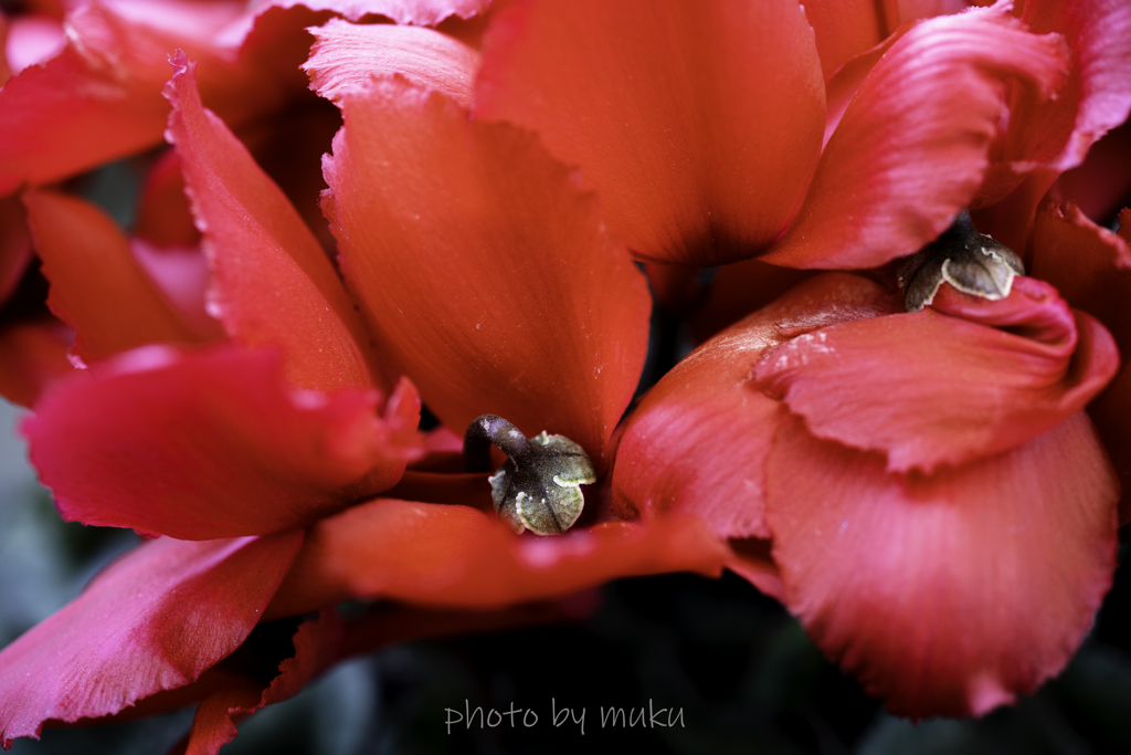 Cyclamen persicum４