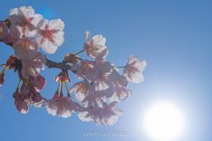 寒桜咲く１