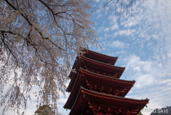 久遠寺の朝の桜