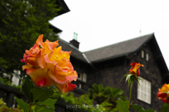 古河庭園の薔薇２