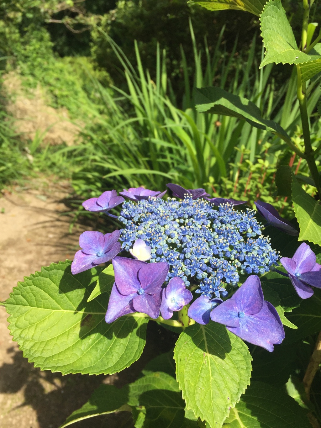 庭の片隅に