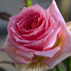 お気に入りの薔薇