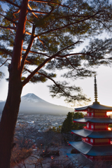 大きな木と富士山