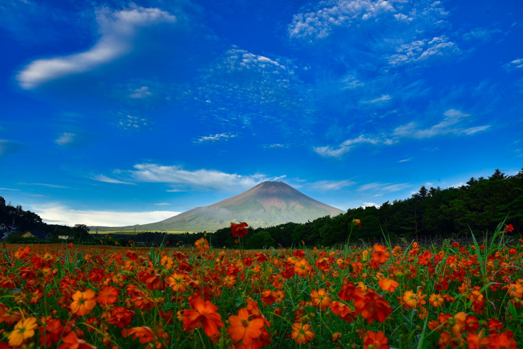 夏の花と富士山