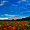 夏の花と富士山