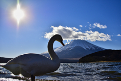 白鳥と富士山