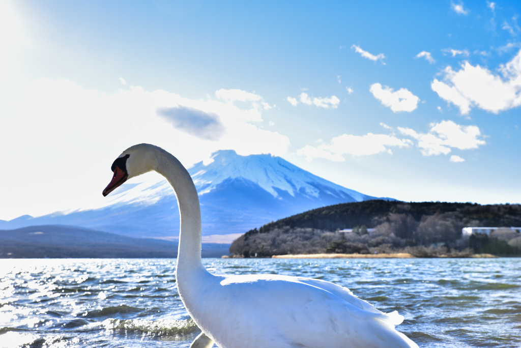 富士山と白鳥