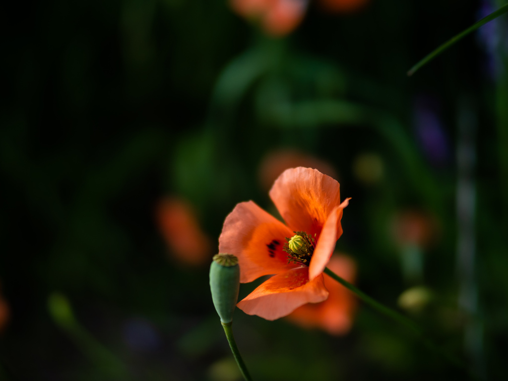 P5090048