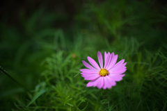 秋桜（ライトアップ）