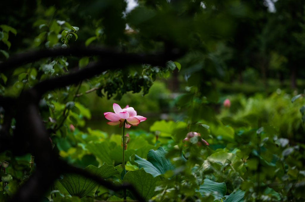 雨あがり (9)