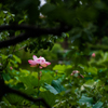 雨あがり (9)