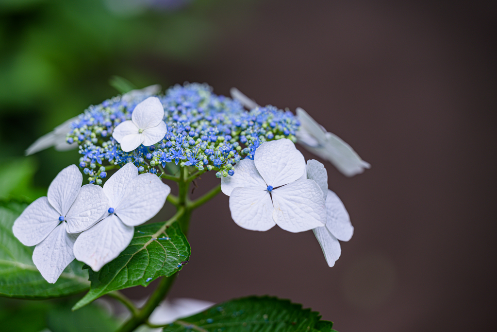 紫陽花