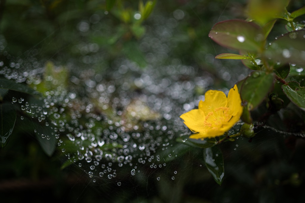 雨あがり (6)