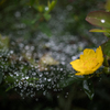 雨あがり (6)
