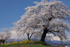 白石川河川敷
