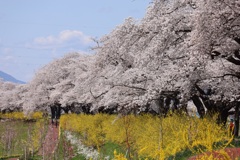 白石川河川敷
