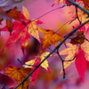 紅葉の彩りー５