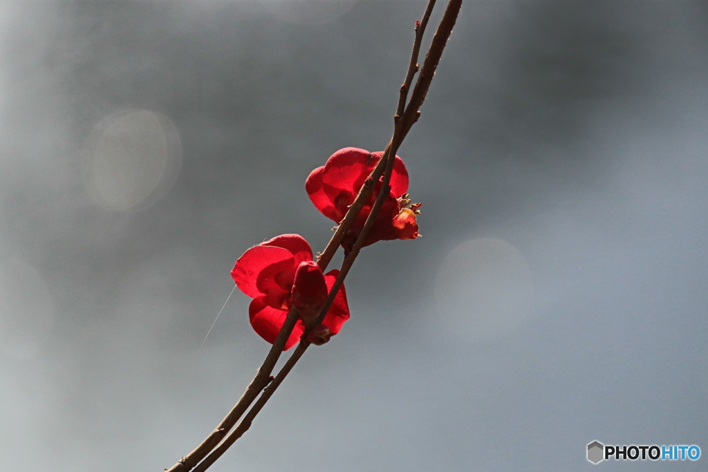 木瓜の花ー２