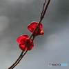 木瓜の花ー２