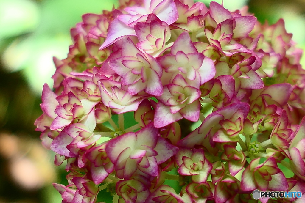 紫陽花色づき始めー１