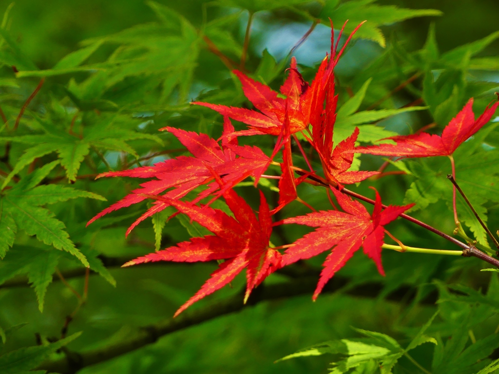 紅一点