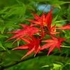 紅一点