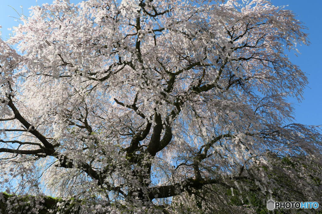 又兵衛桜（本郷の瀧桜）ー５