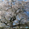 又兵衛桜（本郷の瀧桜）ー５