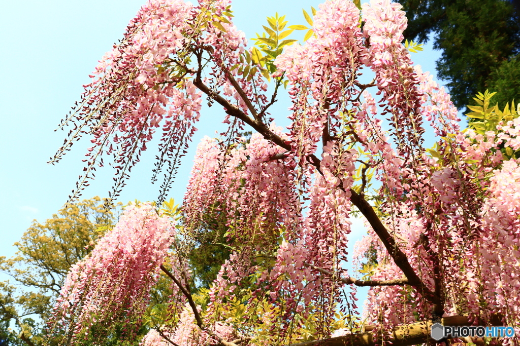 萬葉植物園の藤ー１