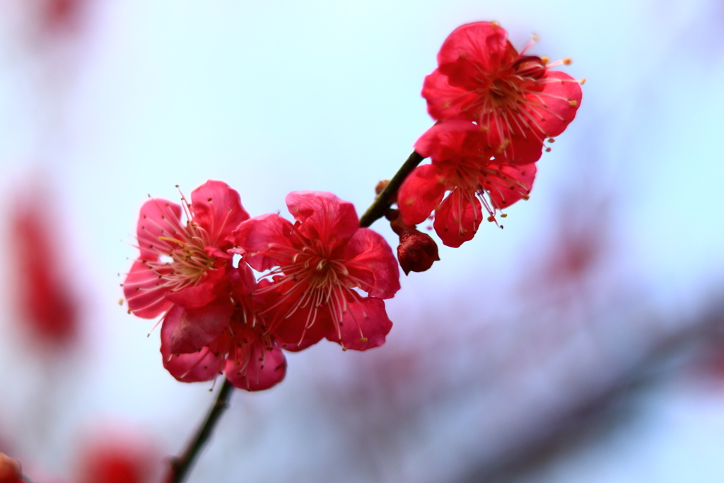 梅便りー２０