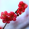 梅便りー２０