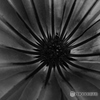 Leaf-10  B/W