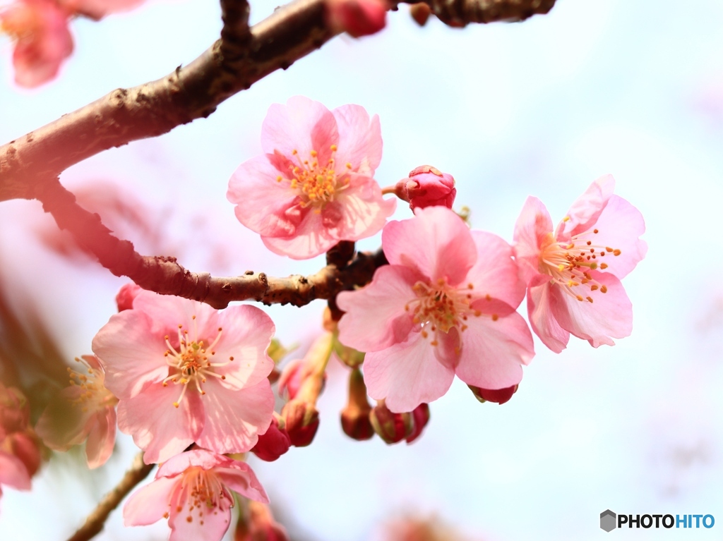 河津桜もようやく・・・　ー２