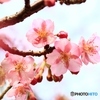 河津桜もようやく・・・　ー２