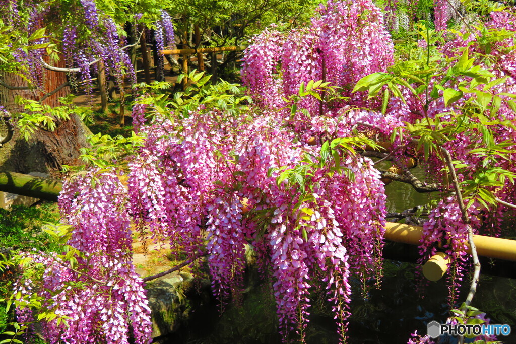 萬葉植物園の藤ー５