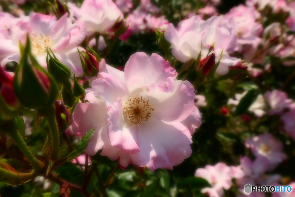 薔薇園で・・・　５