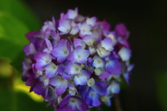 移り気な紫陽花