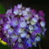 移り気な紫陽花
