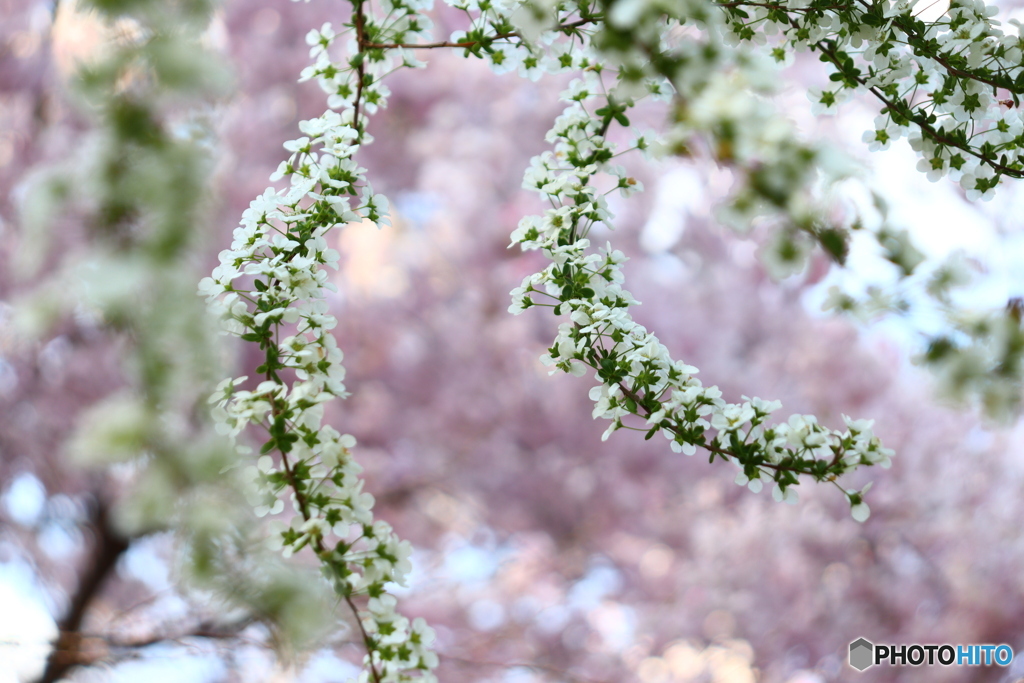 大野寺の枝垂桜と雪柳ー２