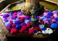 涼紫陽花　三室戸寺にて