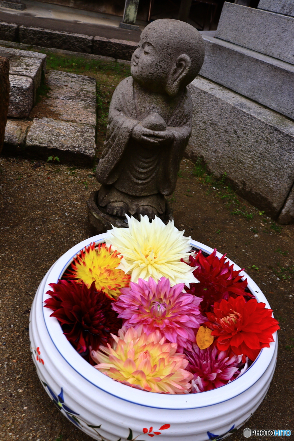 華の寺　７　地蔵とダリア