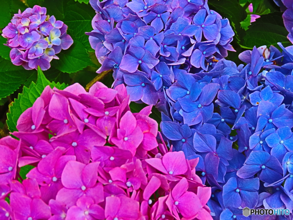 紫陽花
