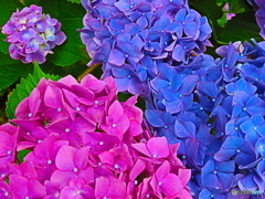 紫陽花