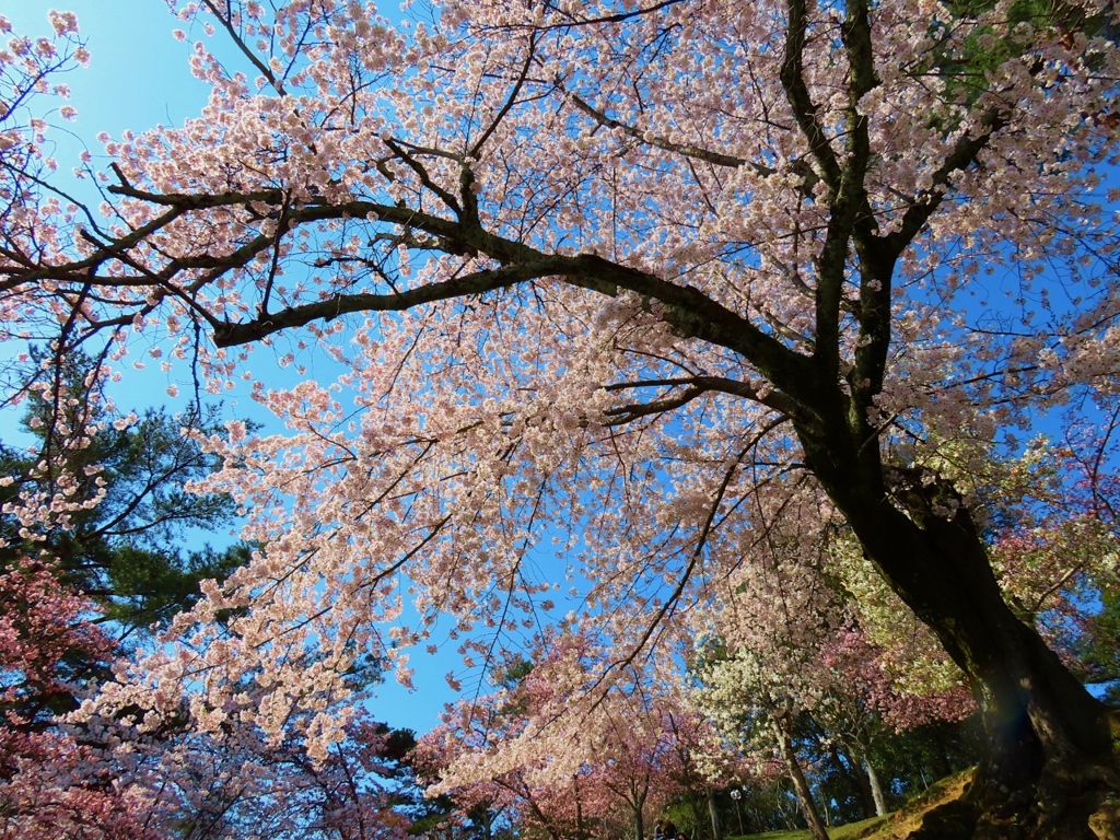 桜