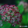 紫陽花の季節に・・・　６