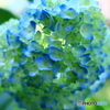 紫陽花の季節に・・・　１