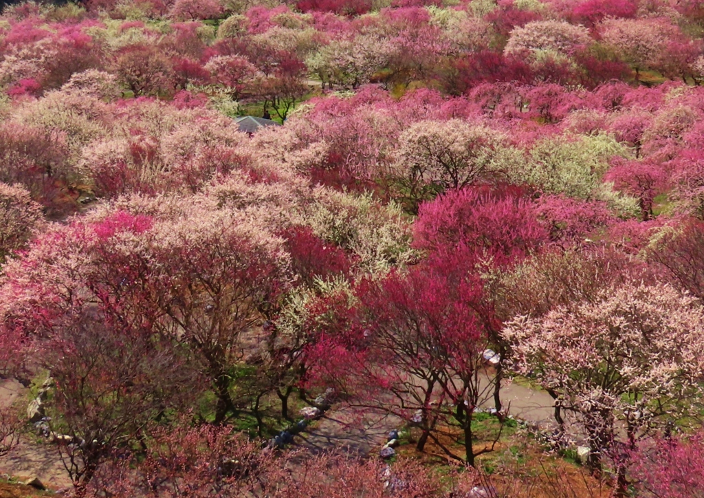 春爛漫