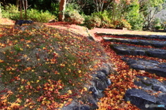 石上神宮外苑公園の紅葉   5