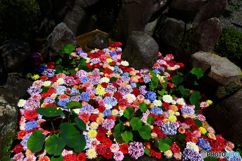 華の池